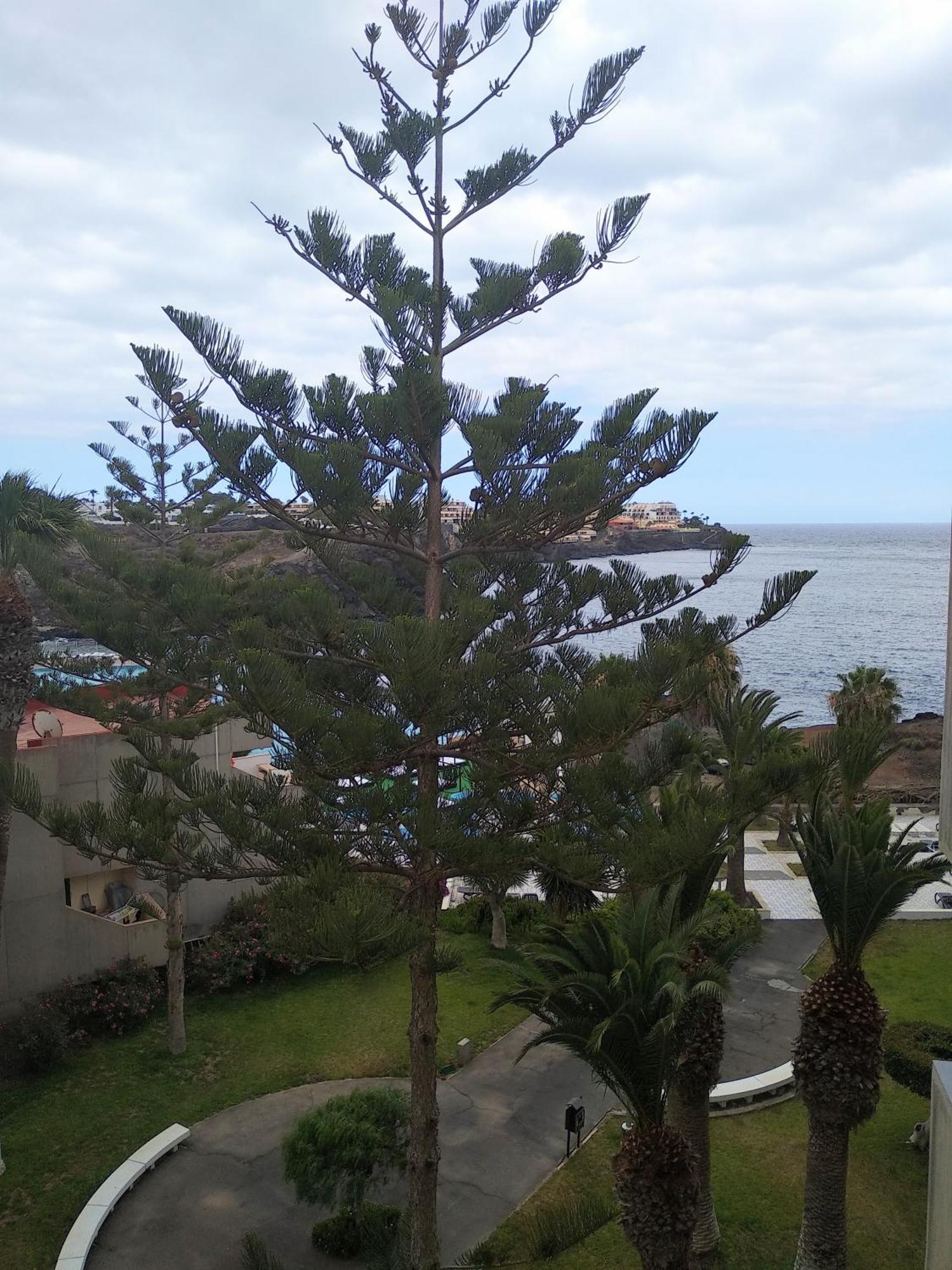 Garden view apartment in Las Galletas Arona  Buitenkant foto
